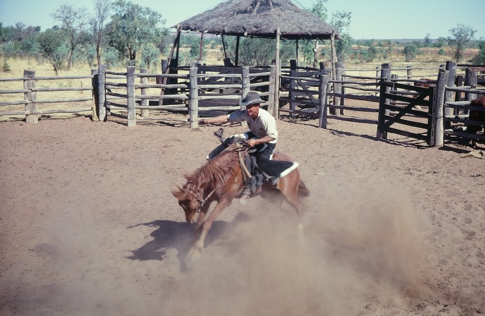 A stockman breaking in a horse at Victoria River Downs In the Northern Territory Australia.
